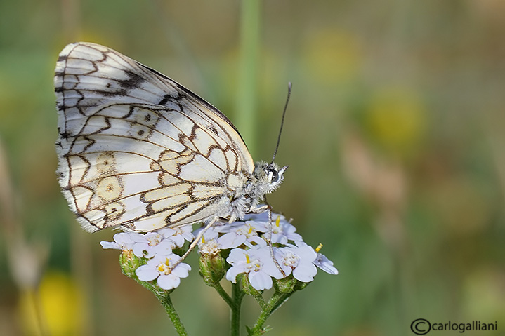 Melanargia russiae  : Si ♀